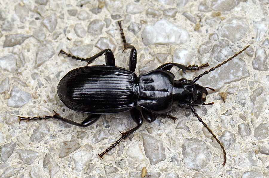 Carabide da id.: Tanythrix marginepunctata